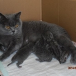 V na CHS Mamion se 15.6.2014 narodila kotka!