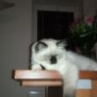 Orabella v nov�m domov�