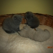 V�ichni p�i h�e v obl�ben�m ko�i...