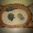 ....unaven�...sp�c�...