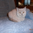Charlota 22.12.2011