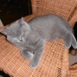 Ivy . ...je v podstat HODN KLUK