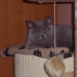 Innes alias Daisy v nov�m domov�